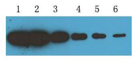 Trx-tag（MA2）小鼠单克隆抗体