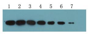 Sumo-tag（MC11）小鼠单克隆抗体