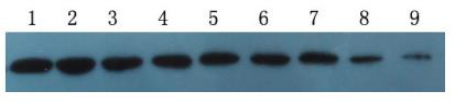 mCherry-tag（MA4）小鼠单克隆抗体