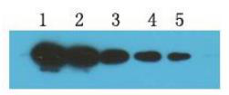 RFP-tag（MC8）小鼠单克隆抗体
